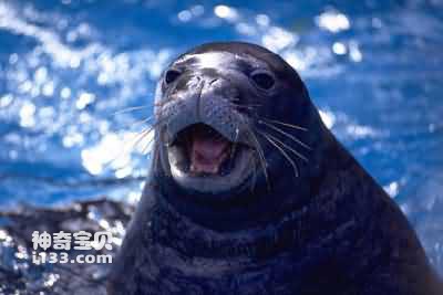 Characteristics and living habits of sea lions