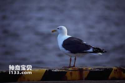 Characteristics and living habits of seagulls (harbour cleaner)