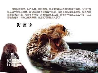 Characteristics and living habits of sea otters