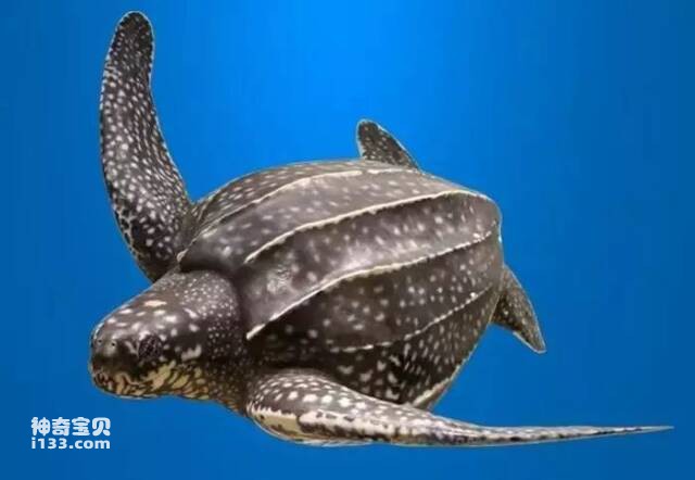 Characteristics and living habits of leatherback turtles