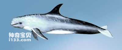 Characteristics and living habits of gray dolphins