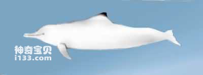 Characteristics and living habits of the Chinese white dolphin