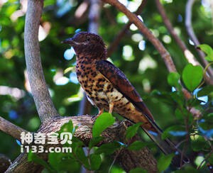 Leptosomus discolor