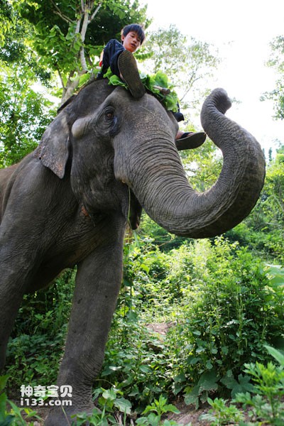 Cultural Factors in Asian Elephant Protection: Thailand
