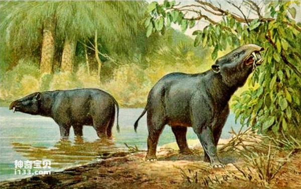 The most primitive ancestor of the Asian elephant: the ancestral elephant
