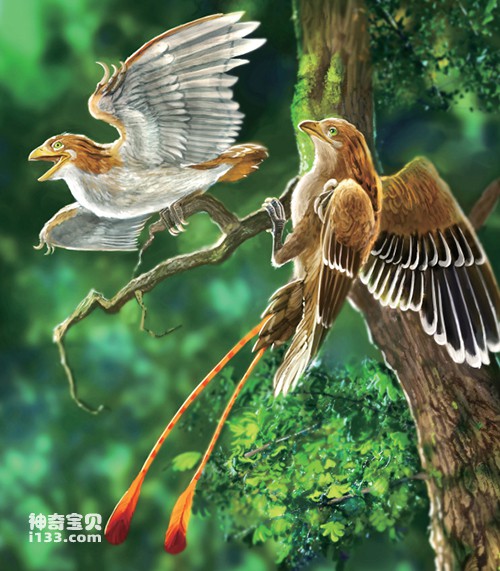 Fossil characteristics of Confucius Birds