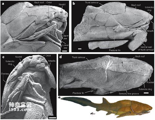 Ancient fish show new face - jaw-dropping scientific discovery