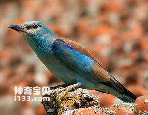 Coracias garrulus