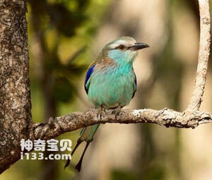 Coracias spatulatus