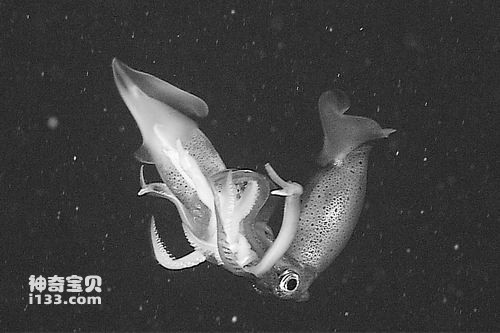 Deep sea squid cannibalize themselves