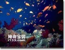 Undersea fish school