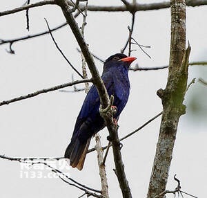 Eurystomus azureus