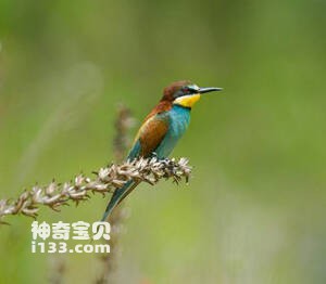 Merops apiaster