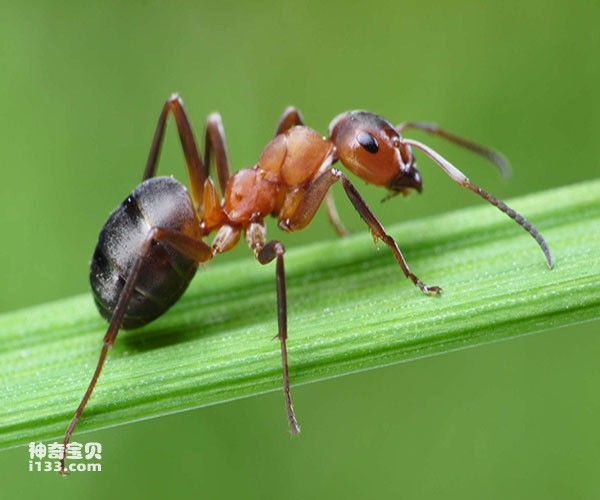Why can ants move objects heavier than themselves?