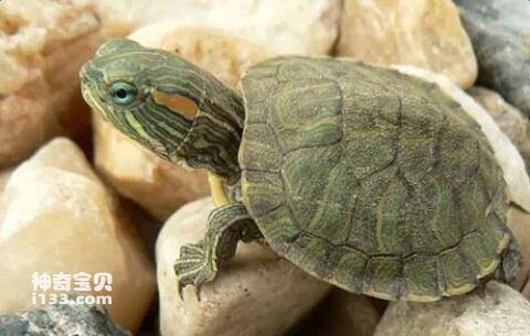 Why can’t we keep red-eared sliders?