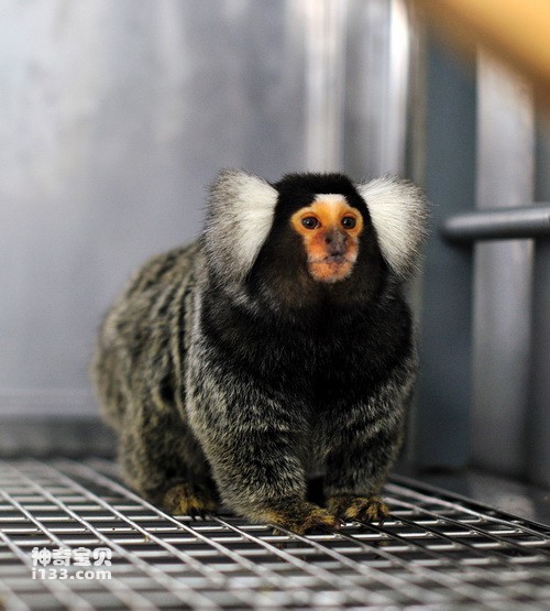 The appearance characteristics and living habits of the marmoset (the smallest monkey)