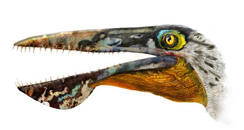 The real existence of Avatar Ikaran Pterosaur (found in the Jehol Biota in western Liaoning, my coun