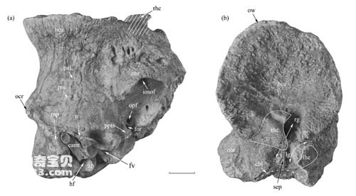 Qaidam beast fossil discovered in Linxia Basin