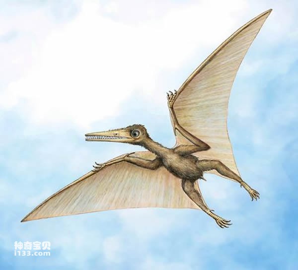 The oldest fossil of pterosaur precursor Cryptosaurus (the largest flying creature)