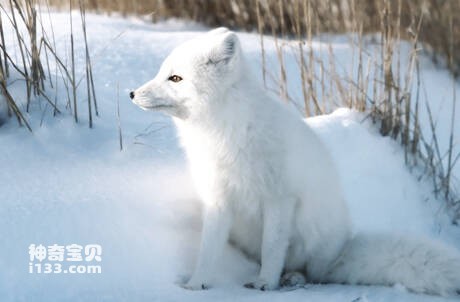 The origin and origin of the Arctic fox (Qiu's fox from the Qinghai-Tibet Plateau)