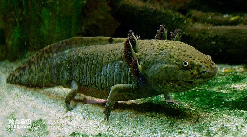 The true face of the Mexican axolotl (popular amphibian pet)