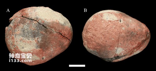 Dinosaur egg fossil discovered in Tiantai Basin, Zhejiang