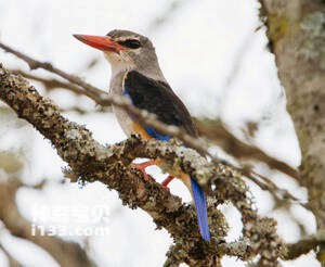 Halcyon leucocephala