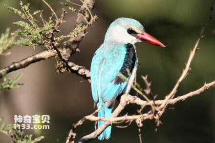 Halcyon senegalensis