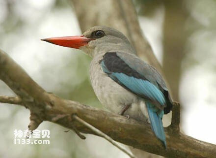 Halcyon senegaloides