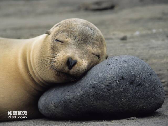 Marine animals also need to sleep