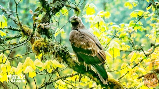 The golden eagle, the king of raptors, was discovered for the first time in Wawushan, Sichuan