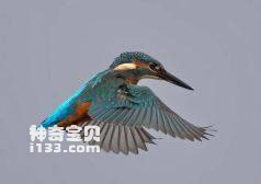 Alcedo atthis