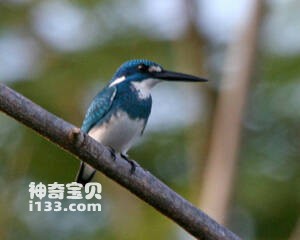 Alcedo coerulescens