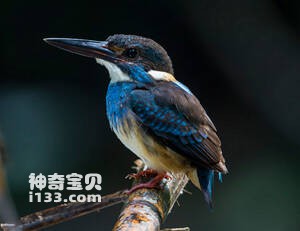 Alcedo euryzona