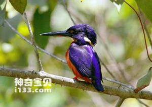 Alcedo quadribrachys