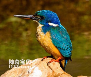 Alcedo semitorquata