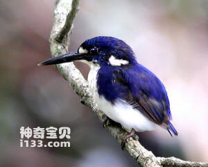 Alcedo pusilla