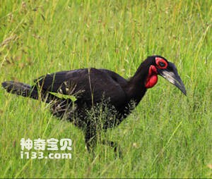 Bucorvus leadbeateri