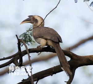 Ocyceros griseus