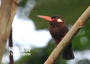 Galbalcyrhynchus leucotis