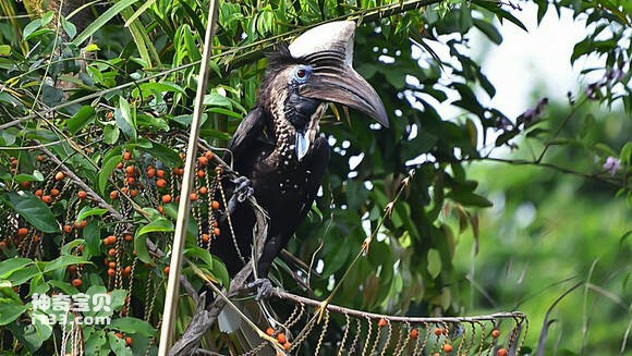 Ceratogymna elata