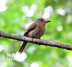 Nonnula rubecula