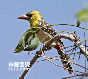 Trachyphonus margaritatus