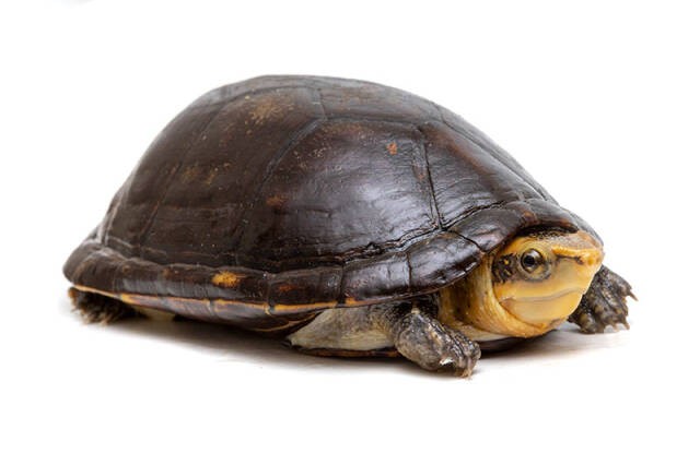Is the white-lipped egg turtle a deep water turtle?