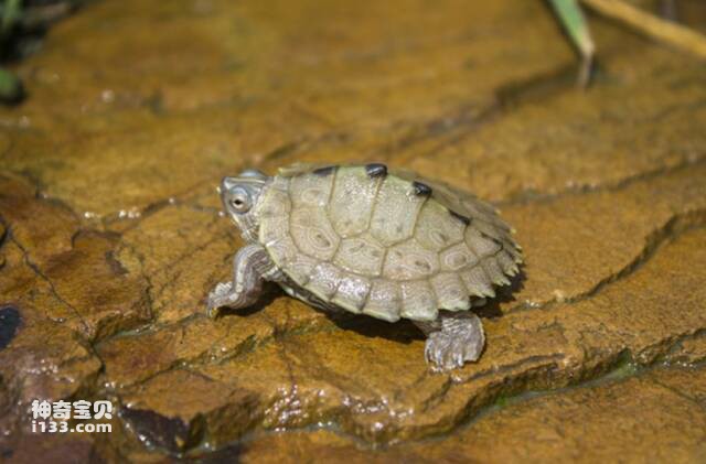 Can deepwater turtles stay in the water all the time?