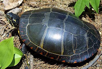 Are Eastern Painted Turtles and Western Painted Turtles deep water turtles?