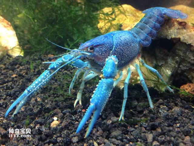 Top ten types of ornamental shrimp that are easy to raise. Which species of ornamental shrimp is eas