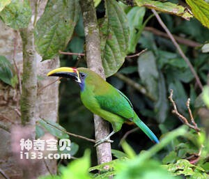 Aulacorhynchus caeruleogularis