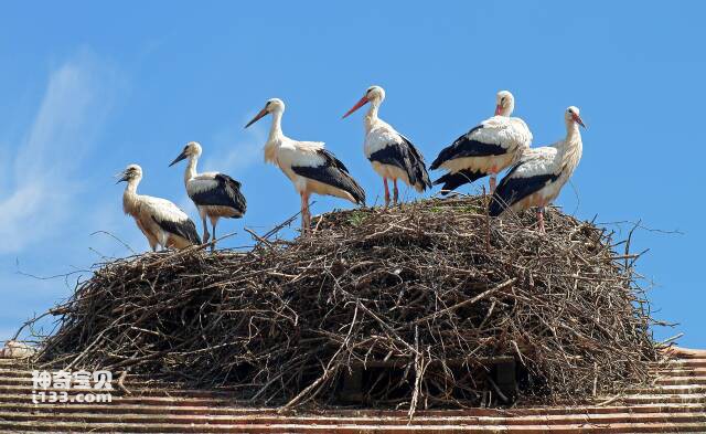 The living habits and characteristics of storks