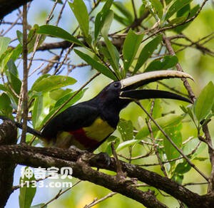 Pteroglossus aracari